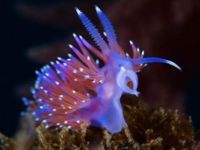 Lumache di mare viola!