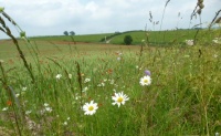 Many flowers in the fields in Cotswolds, UK