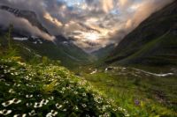Flower valley