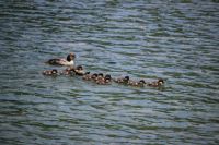 Common Goldeneye
