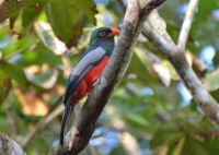 Slaty-tailed Trogon, Metropolitan Park, Panama