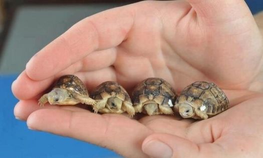 Newborn Egyptian Tortoises