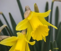 Daffodil - Close Up and Personal  😊