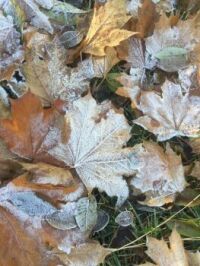Frosty  Maple Leaves