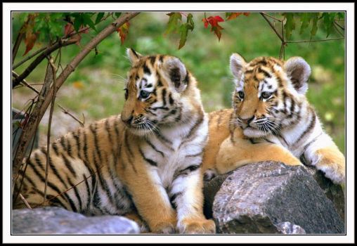 beautiful tigers