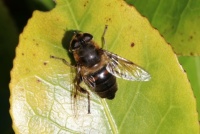 Hoverfly - Eristalis tenax (Blinde bij)