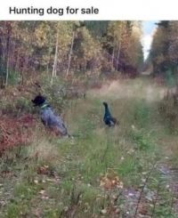 Hunting Dog For Sale