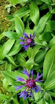 Corn Flowers
