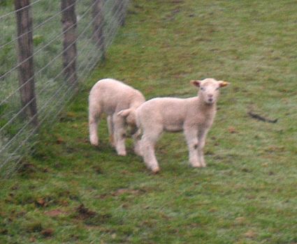 Late lambs
