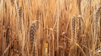 The wheatfield 