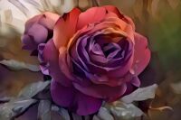 Rose medium