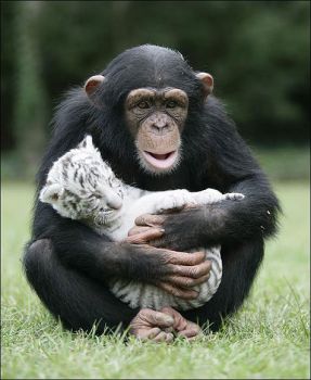 Chimp with White Tiger Cub
