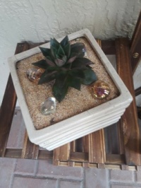 new plant-Cactus on a new planter stand