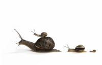 Snail Mail