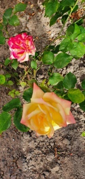 Rose with 2 different coloured blooms!!