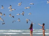 girls and gulls