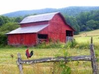 Red barn and Rooster