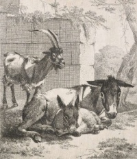 animal sketch