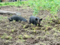 Happy pigs, roaming around