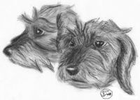 hunde