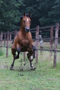 Dancing Horse