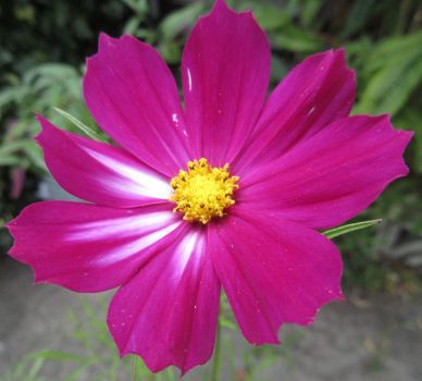 Cosmos or Cosmea