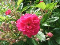 Old Fashion Climbing Roses 3