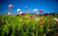 flower-field-summer