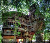 Treehouse Anyone?