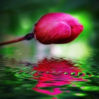 rose