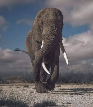 Majestic elephant