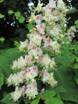 Horse chestnut blossom