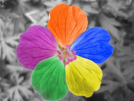 Rainbow flower