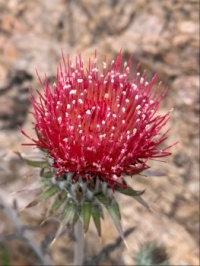 Cobweb Thistle