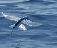 Flying Fish - Barbados