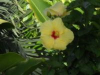 Yellow Hibiscus