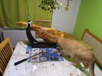 Lupič