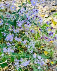 Asters?
