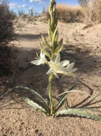 The Desert Lilies of the Arizona desert