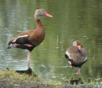 Black-bellied whistling ducks