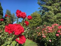 Flower Garden, Point Defiance Park, Tacoma WA