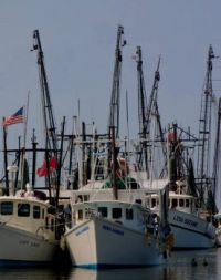 Savannah Shrimpboats