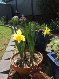 spring is coming