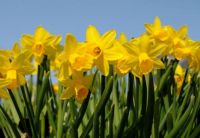 It's spring