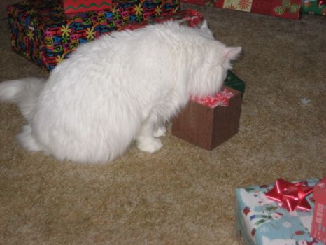 Fancy The Christmas Cat opens her gift