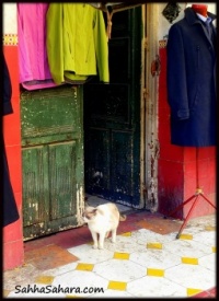 Shop kitty, Tunisia
