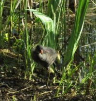 Young Moorhen chick
