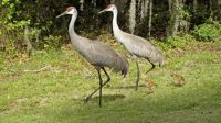 Sandhill cranes and their colts.