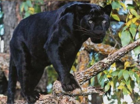 Beautiful  Panther!