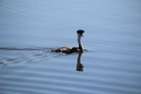 Western Grebe